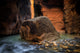 Zion National Park Virgin River Fine Art Print by Jaynes Gallery