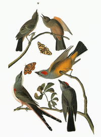 Audubon Flycatchers Fine Art Print - Birds of America Engraving