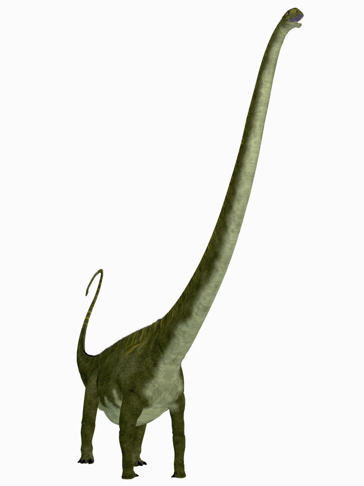 Mamenchisaurus Dinosaur Fine Art Print - Jurassic Era Decor