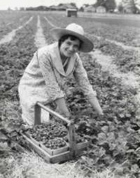 Woman Picking Strawberries Fine Art Print - Farm Scene