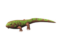 Pederpes Tetrapod from the Early Carboniferous Fine Art Print