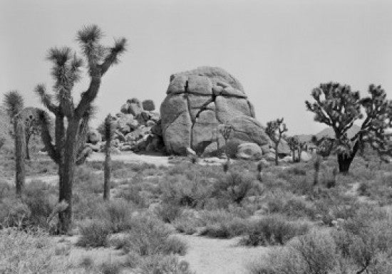 Yucca Valley Landscape Poster Print featuring Yucca Trees and Boulder
