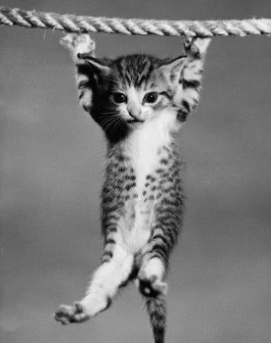 Adorable Kitten Hanging from a Rope Fine Art Print