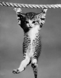 Adorable Kitten Hanging from a Rope Fine Art Print