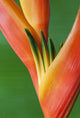 Heliconia Flower Fine Art Print by Brandon Tabiolo - Hawaii