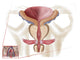 Anatomy of Prostate Gland Fine Art Print
