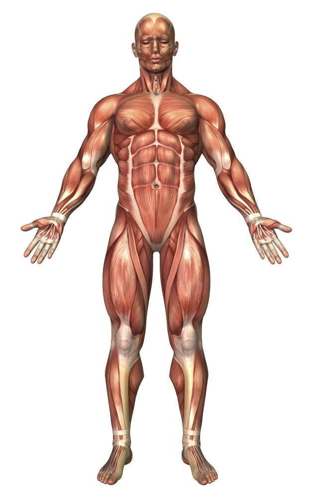 Anatomy of Male Muscular System Poster Print - Front View