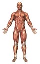 Anatomy of Male Muscular System Poster Print - Front View