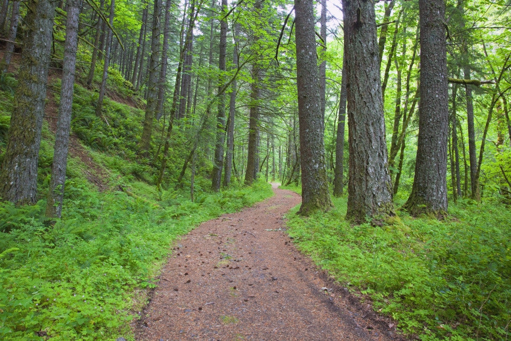 Columbia River Gorge Path Through the Forest Fine Art Print