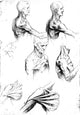 Leonardo da Vinci Musculature of the Shoulder Region Art Print
