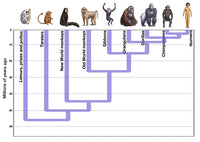 Human Evolution Fine Art Print by Science Source