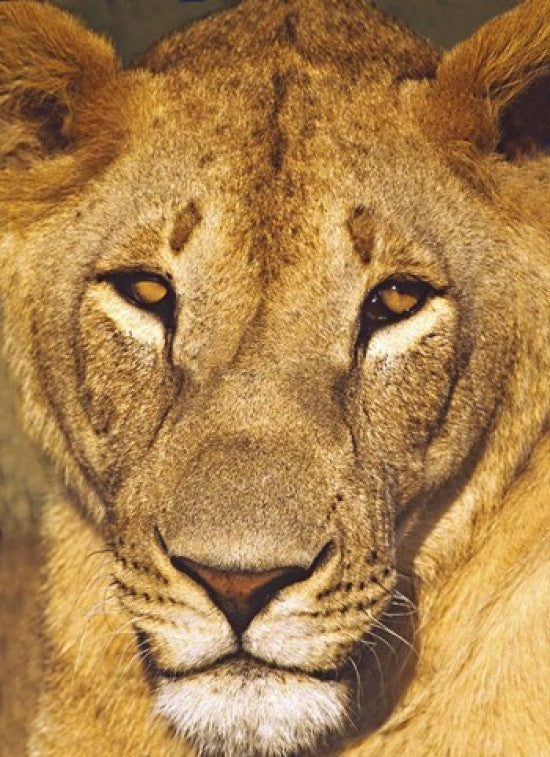 Close-Up of a Lioness Photo Print from Tanzania by Panoramic Images