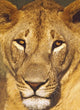 Close-Up of a Lioness Photo Print from Tanzania by Panoramic Images