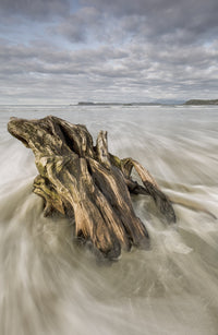 Driftwood at Chesterman Beach Fine Art Print - Tofino, BC