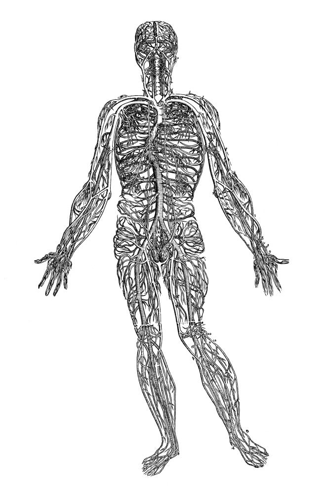 Vesalius: Venous System Woodcut Print from 1543 | Posterazzi