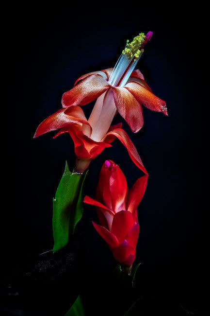 USA, Colorado Red Christmas Cactus Plant Fine Art Print by Jaynes Gallery