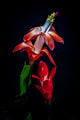 USA, Colorado Red Christmas Cactus Plant Fine Art Print by Jaynes Gallery