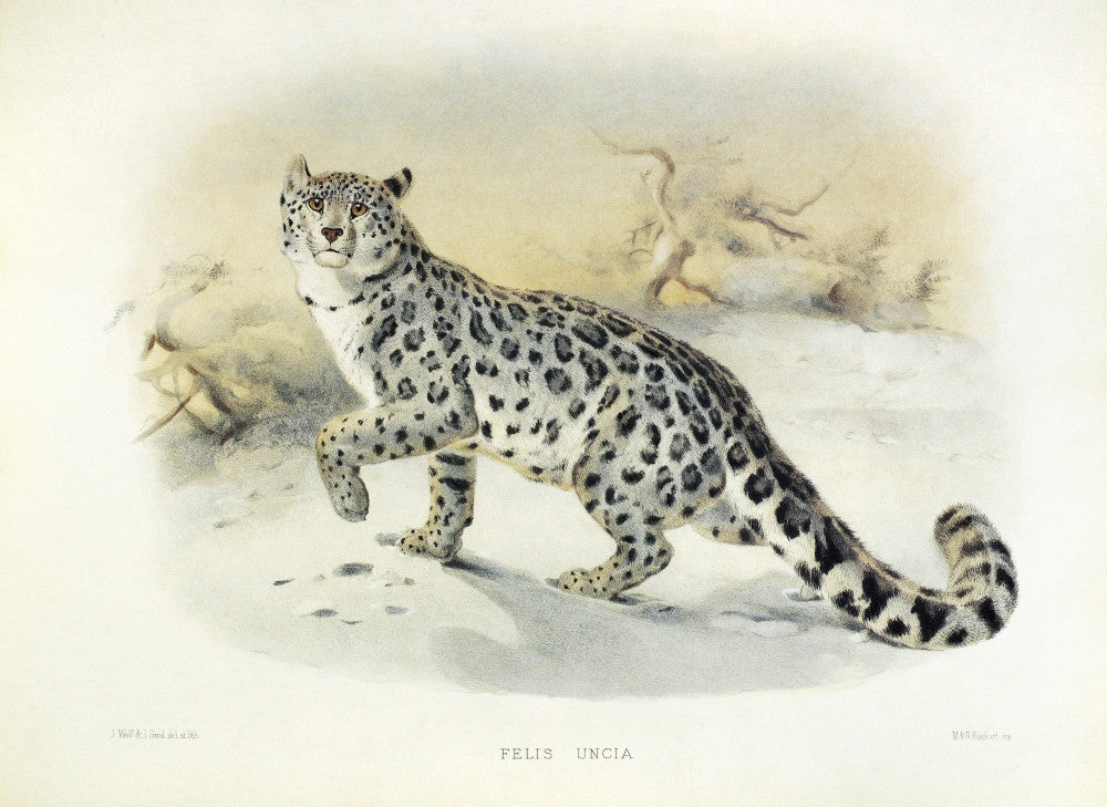 Snow Leopard Fine Art Print - Lithograph by Granger Collection
