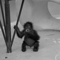 Baby Orangutan Fine Art Print - Adorable Zoo Animal Poster