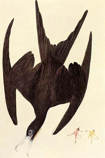 Magnificent Frigate Bird Fine Art Print by John James Audubon