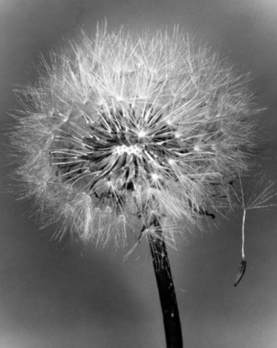 Dandelion Fine Art Print - Elegant Floral Decor