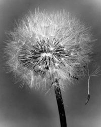 Dandelion Fine Art Print - Elegant Floral Decor
