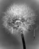 Dandelion Fine Art Print - Elegant Floral Decor