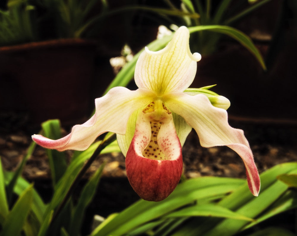 Slipper Orchid Fine Art Print - Irish National Botanic Gardens