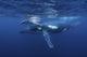 Humpback Whale and Calf Fine Art Print by Brook Peterson