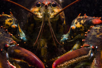American Lobster Fine Art Print - Front View by Jennifer Idol