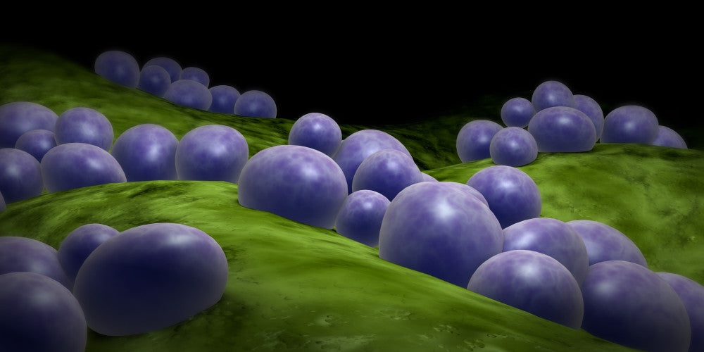 Microscopic View of Staphylococcus Fine Art Print