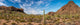 Various Cactus Plants in Desert - Organ Pipe Cactus National Monument Poster Print