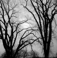 Bare Trees in Winter Fine Art Print - Various Sizes Available