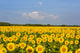 Sunflower Field Fine Art Print by Richard & Susan Day