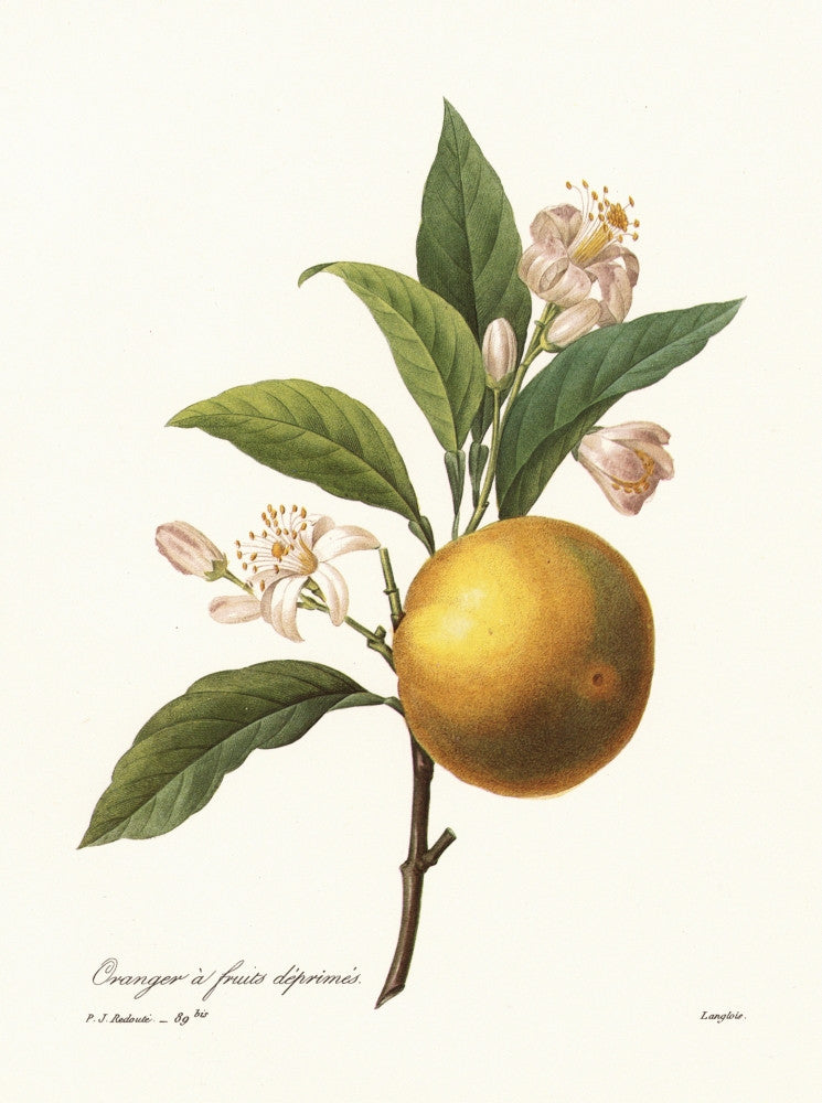 Orange Tree Fine Art Print by P.J. Redoute | Granger Collection