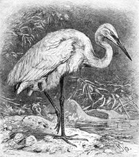 Great White Heron 19th Century Wood Engraving by Granger Collection