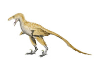 Bambiraptor Dinosaur Poster Print from the Late Cretaceous Period