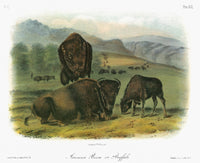 Audubon: Buffalo Lithograph Print - American Bison Artwork