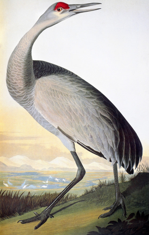Sandhill Crane Fine Art Print After John James Audubon