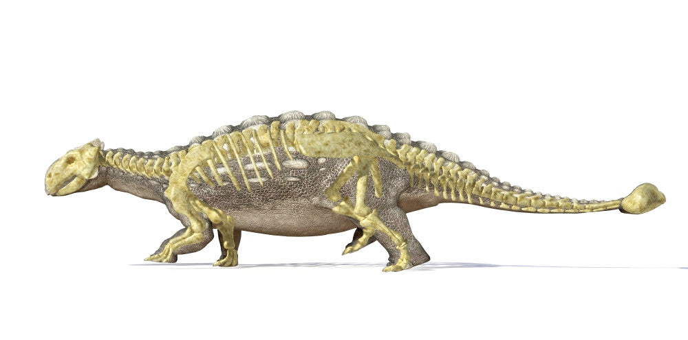 Ankylosaurus Dinosaur 3D Rendering Fine Art Print | Posterazzi