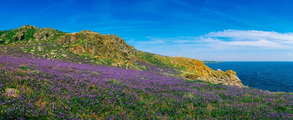 Bluebells at Saltee Islands Fine Art Print by The Irish Image Collection