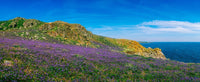 Bluebells at Saltee Islands Fine Art Print by The Irish Image Collection