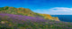 Bluebells at Saltee Islands Fine Art Print by The Irish Image Collection