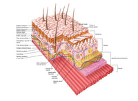 Anatomy of the Human Skin Fine Art Print - StockTrek Images
