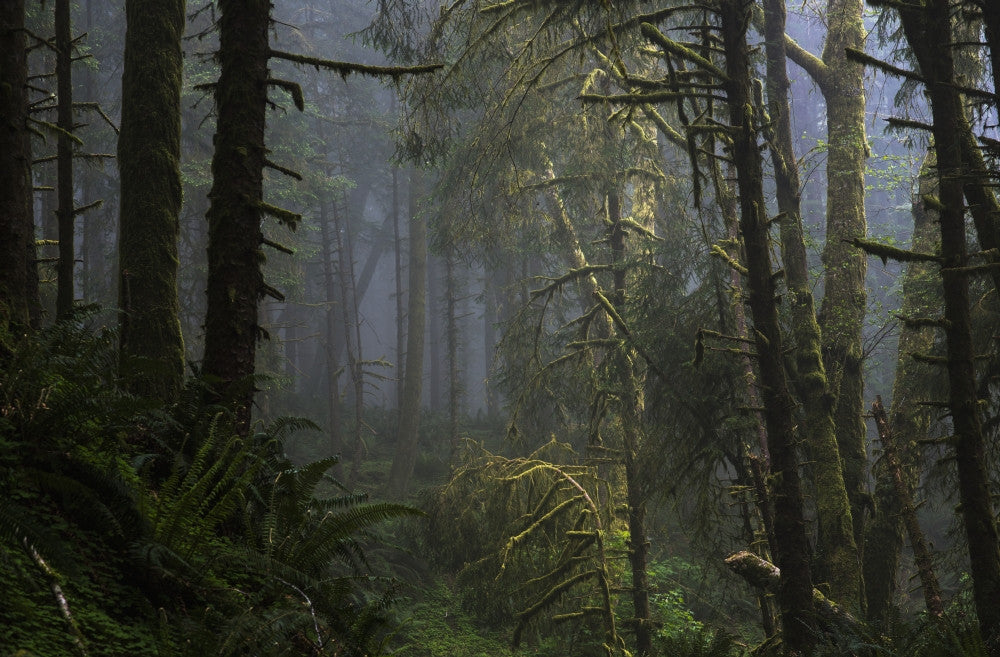 Sunlight and Fog at Ecola State Park Fine Art Print by Robert L. Potts