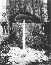 Lumberjacks in Washington State - 1899 Fine Art Print