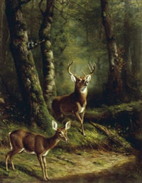 Buck and Doe in the Adirondacks Fine Art Print by Arthur Fitzwilliam Tait