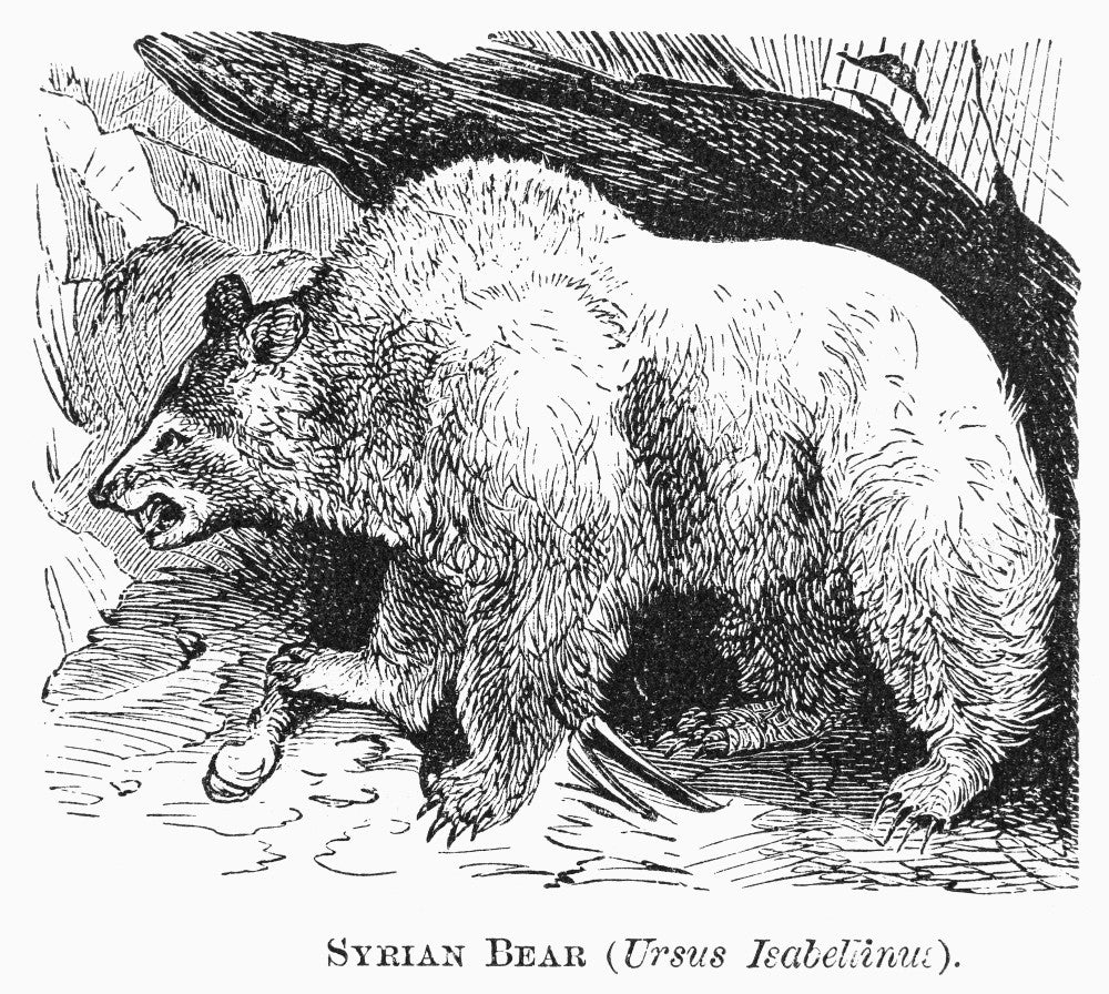 Syrian Bear Line Engraving Fine Art Print - 19th Century