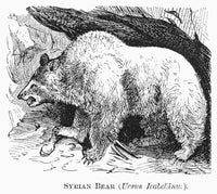 Syrian Bear Line Engraving Fine Art Print - 19th Century