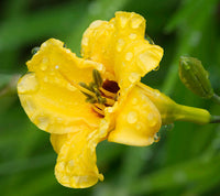 USA Washington State Daylily 'Stella d'Oro' Fine Art Print by Jamie & Judy Wild